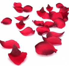 Bed of roses